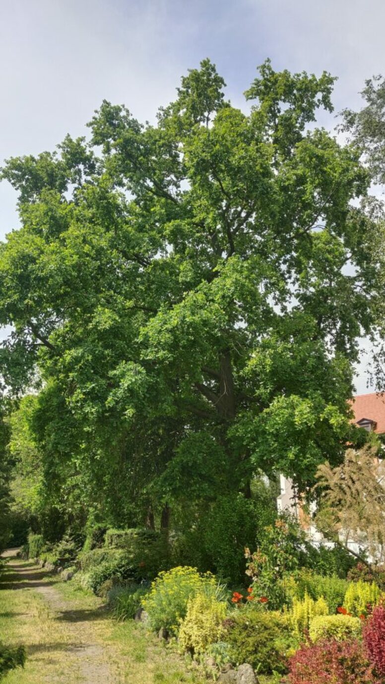 Quercus robur (fot. B. Kurnicki)