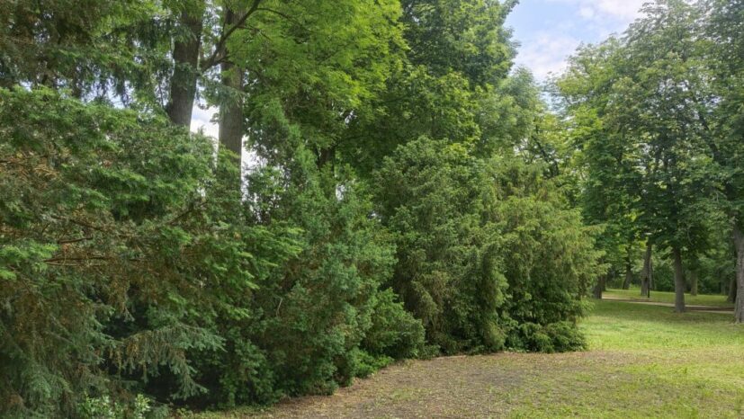 Taxus baccata (fot. B. Kurnicki)