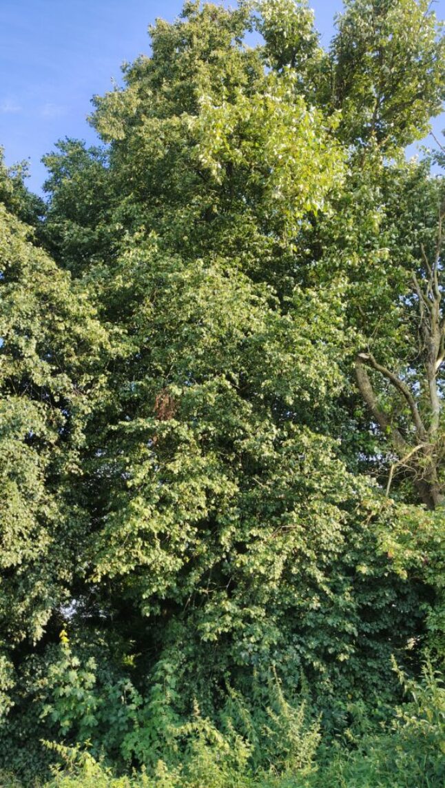 Tilia cordata (fot. B.Kurnicki)
